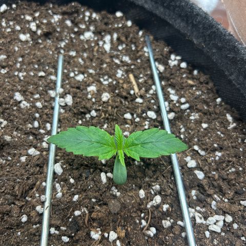 Green Gelato growlog timeline photo