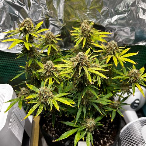 Milky Way growlog timeline photo