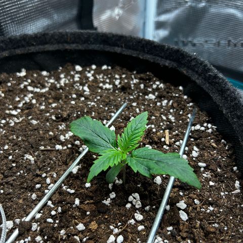 Green Gelato growlog timeline photo