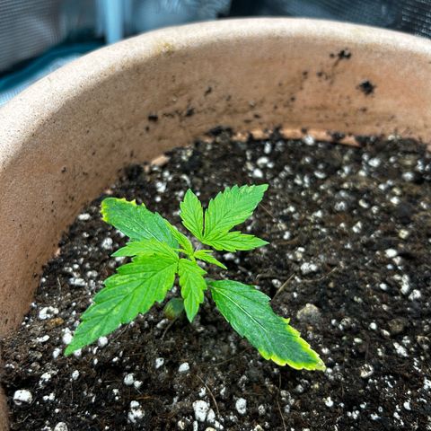 Pink Mist Auto growlog timeline photo
