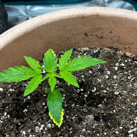 Pink Mist Auto growlog timeline photo