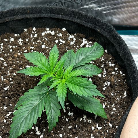 Green Gelato growlog timeline photo
