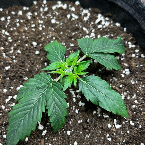 Green Gelato growlog timeline photo