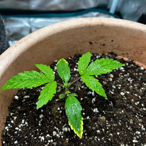 Pink Mist Auto growlog timeline photo