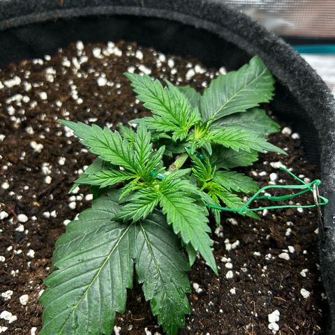 Green Gelato growlog timeline photo