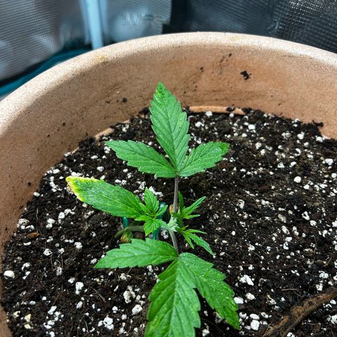 Pink Mist Auto growlog timeline photo