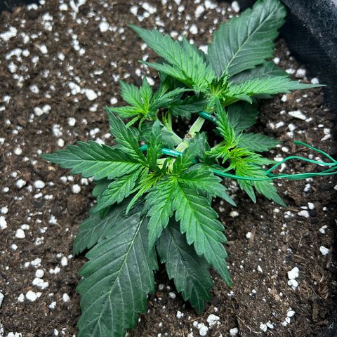 Green Gelato growlog timeline photo