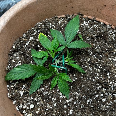Pink Mist Auto growlog timeline photo