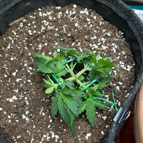 Green Gelato growlog timeline photo