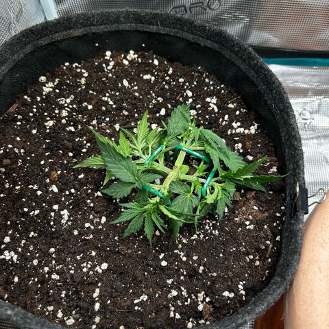Green Gelato growlog timeline photo