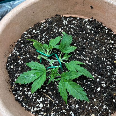 Pink Mist Auto growlog timeline photo