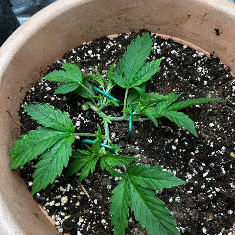 Pink Mist Auto growlog timeline photo