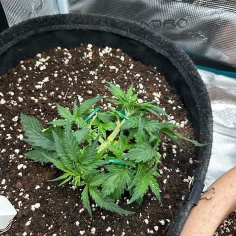 Green Gelato growlog timeline photo