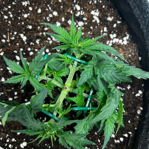 Green Gelato growlog timeline photo