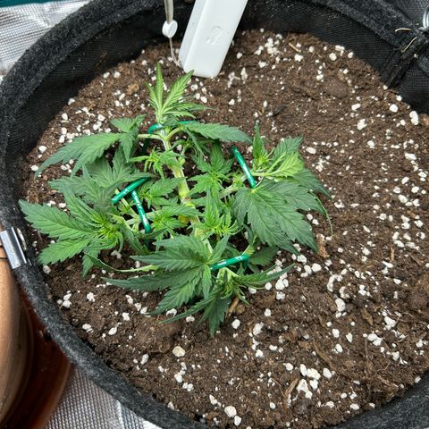 Green Gelato growlog timeline photo