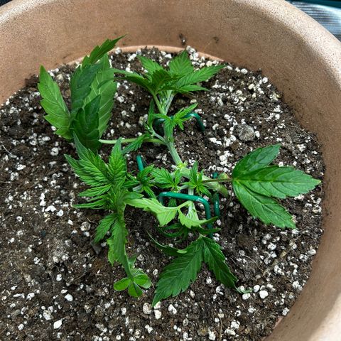 Pink Mist Auto growlog timeline photo