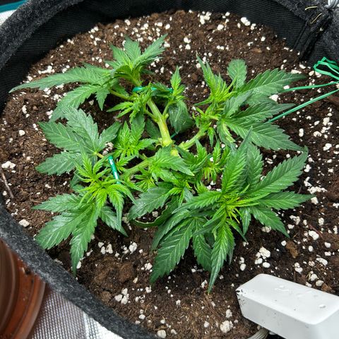 Green Gelato growlog timeline photo