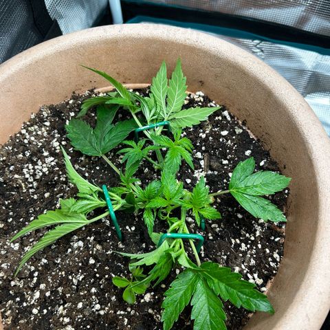 Pink Mist Auto growlog timeline photo