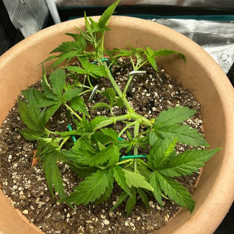 Pink Mist Auto growlog timeline photo