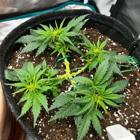 Green Gelato growlog timeline photo