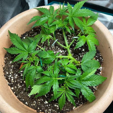 Pink Mist Auto growlog timeline photo