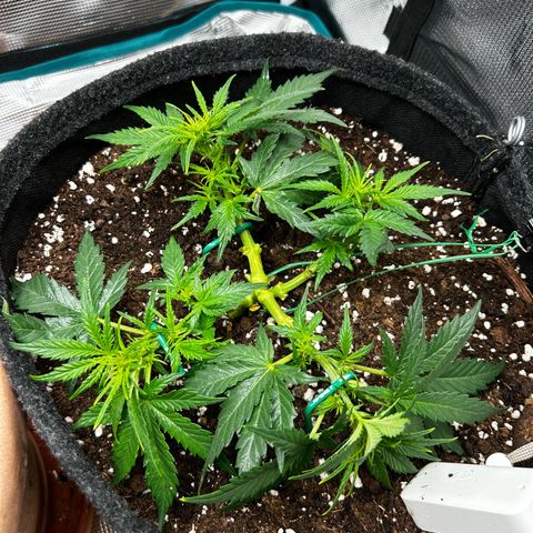 Green Gelato growlog timeline photo