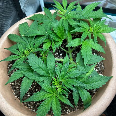 Pink Mist Auto growlog timeline photo