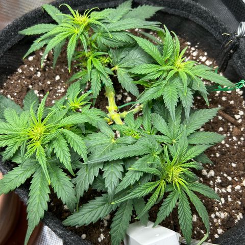 Green Gelato growlog timeline photo
