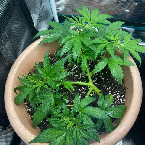 Pink Mist Auto growlog timeline photo