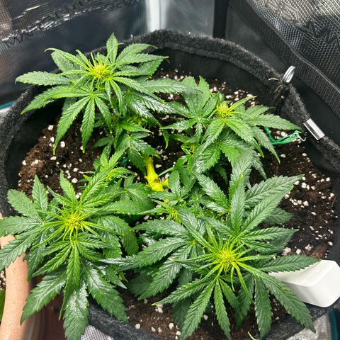 Green Gelato growlog timeline photo