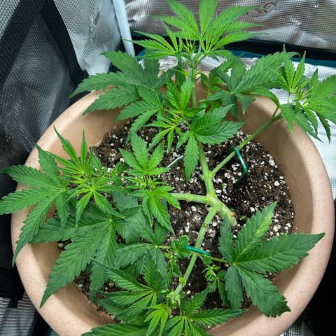 Pink Mist Auto growlog timeline photo