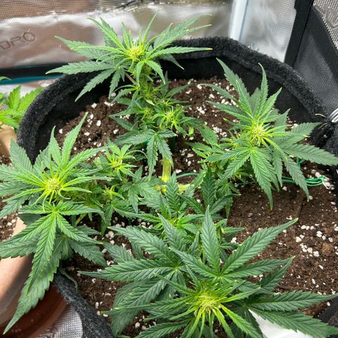 Green Gelato growlog timeline photo