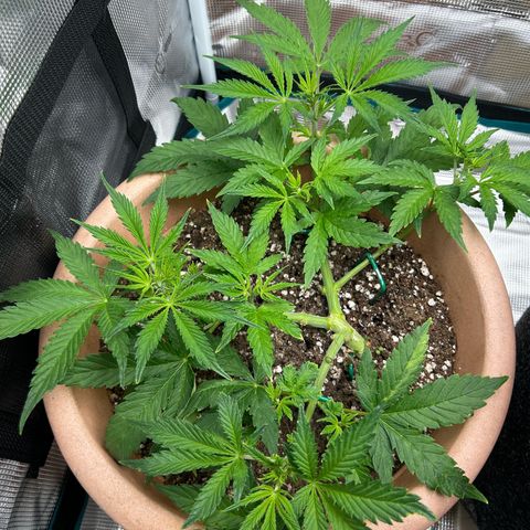 Pink Mist Auto growlog timeline photo