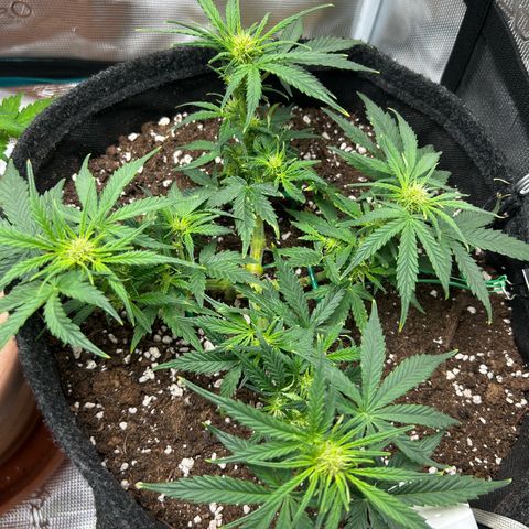Green Gelato growlog timeline photo