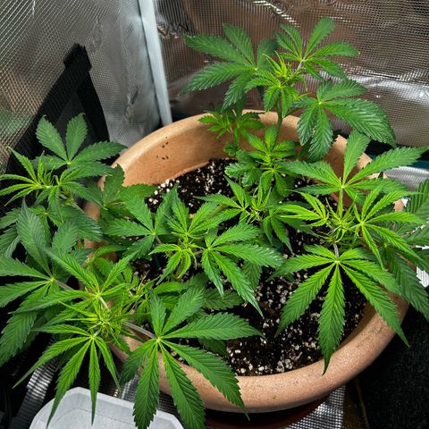 Pink Mist Auto growlog timeline photo