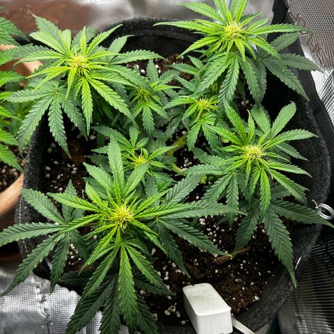 Green Gelato growlog timeline photo