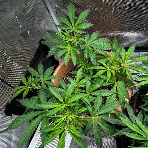 Pink Mist Auto growlog timeline photo