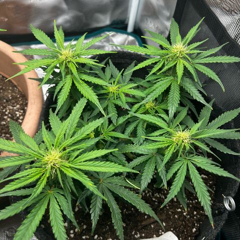 Green Gelato growlog timeline photo