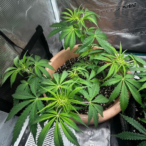 Pink Mist Auto growlog timeline photo