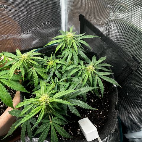 Green Gelato growlog timeline photo