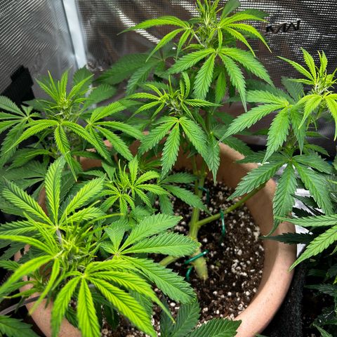 Pink Mist Auto growlog timeline photo