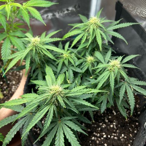Green Gelato growlog timeline photo