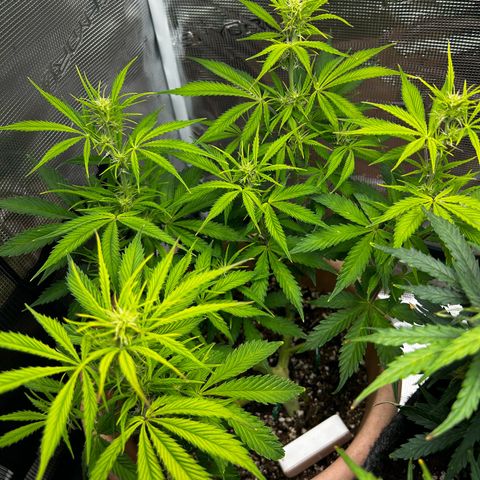 Pink Mist Auto growlog timeline photo