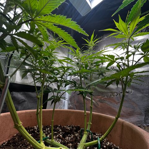 Pink Mist Auto growlog timeline photo