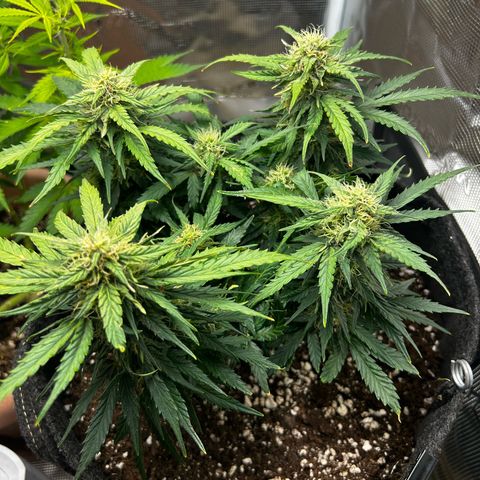 Green Gelato growlog timeline photo