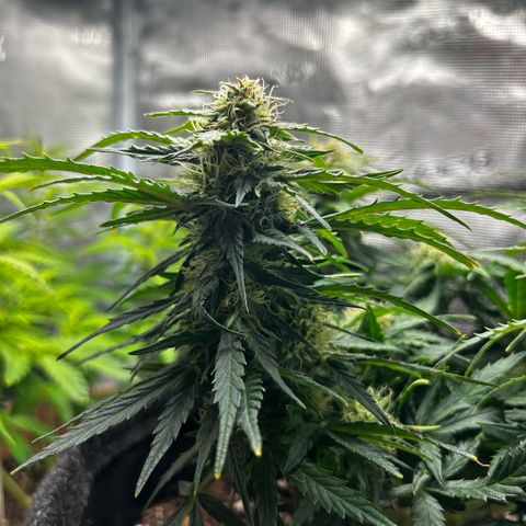 Green Gelato growlog timeline photo