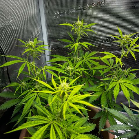 Pink Mist Auto growlog timeline photo