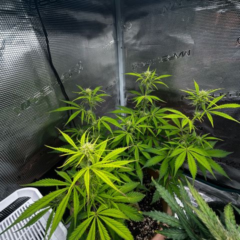 Pink Mist Auto growlog timeline photo