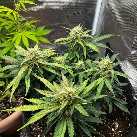 Green Gelato growlog timeline photo