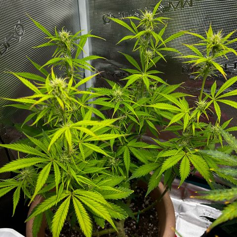 Pink Mist Auto growlog timeline photo